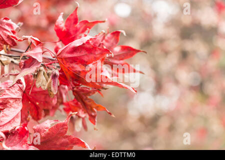 Asciutto e acero bokeh di fondo sul lato destro in autunno a Seoraksan National Park ,Corea del Sud Foto Stock