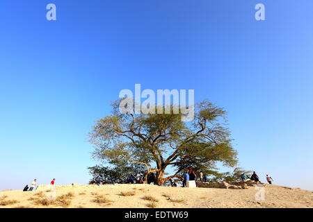 Le persone che visitano l'albero della vita, specie (Prosopis cineraria), il Regno del Bahrein Foto Stock