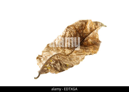 Secco foglia marrone piegare su sfondo bianco Foto Stock