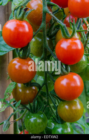 Pomodori ciliegia maturano sulla vite Foto Stock