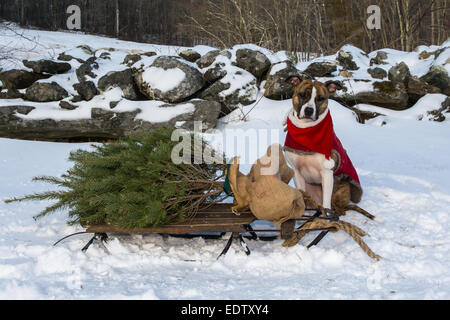 Portare a casa un albero di Natale. Foto Stock