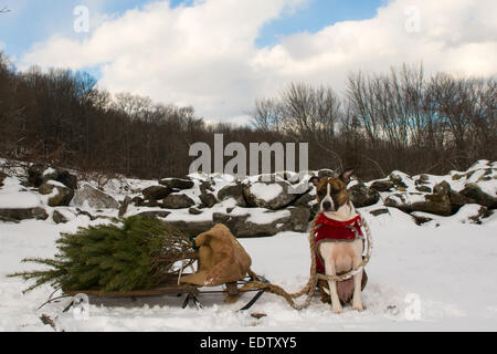 Portare a casa un albero di Natale. Foto Stock