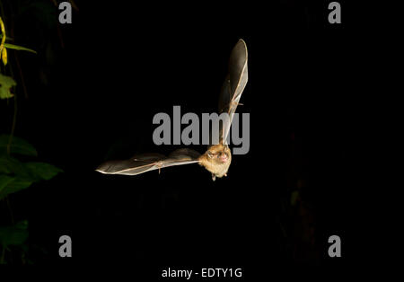 Il pipistrello di frutta a coda corta di Seba (Carollia perspicillata) che vola di notte, Tortuguero, Costa Rica. Foto Stock