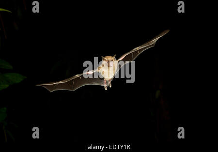 Il pipistrello di frutta a coda corta di Seba (Carollia perspicillata) che vola di notte, Tortuguero, Costa Rica. Foto Stock