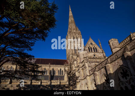 La Cattedrale di Salisbury - Vista della guglia dal di dentro la medievale "Chiostro Garth" con il blu del cielo e alberi Foto Stock