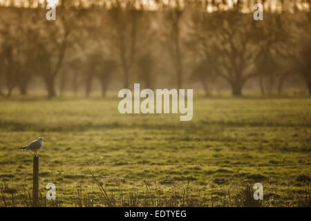 Vista su Harnham acqua prati lungo il fiume Avon vicino alla Cattedrale di Salisbury, Salisbury, Wiltshire. Foto Stock