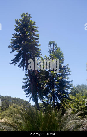 Wollemi Pine Tree Wollemia nobilis Royal Botanic Garden Sydney NSW Australia Foto Stock