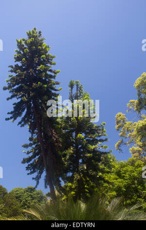 Wollemi Pine Tree Wollemia nobilis il dinosauro albero o albero fossile scoperto nel 1994 in una zona remota del Wollemi National Foto Stock