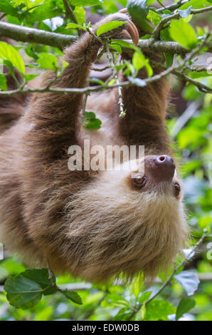 Giovani Hoffmann per le due dita bradipo (Choloepus hoffmanni) appeso a un albero, Limon Costa Rica. Foto Stock