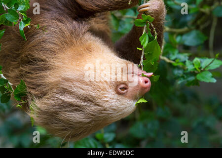 Hoffmann per le due dita bradipo (Choloepus hoffmanni) mangiare le foglie nella foresta pluviale, Limon Costa Rica. Foto Stock