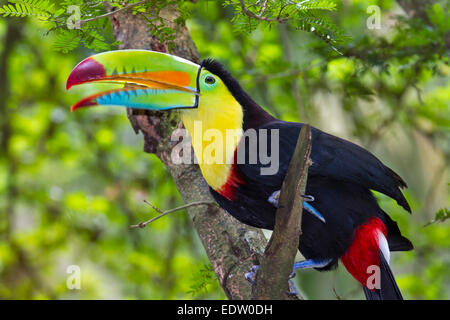 Keel-Billed Toucan (Ramphastos sulfuratus), Limon Costa Rica. Foto Stock