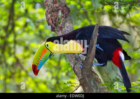 Keel-Billed Toucan (Ramphastos sulfuratus), Limon Costa Rica. Foto Stock