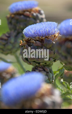 Carciofi in campo Foto Stock