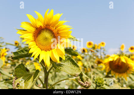 Semi di girasole e cielo blu a Chiangrai ,Thailandia Foto Stock