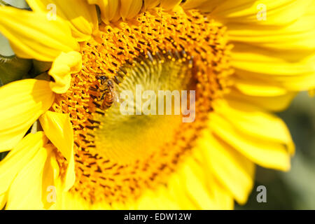 Close up dei semi di girasole e bee a Chiangrai ,Thailandia Foto Stock