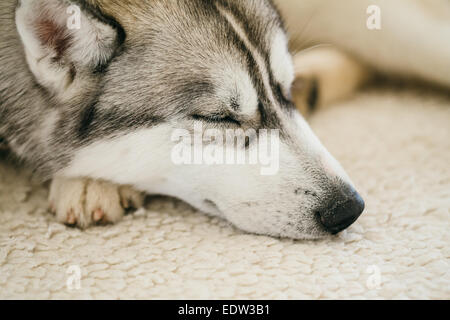 Adulto grigio Siberian Husky cane (Sibirsky husky) dormire nel suo letto Foto Stock