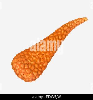 Pancreas Foto Stock