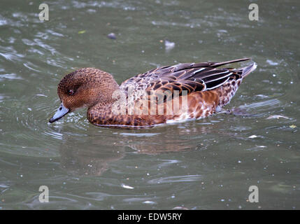 Unione Wigeon femmina (Anas penelope/mareca penelope) Foto Stock