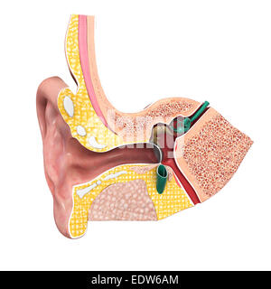Anatomia dell'orecchio Foto Stock