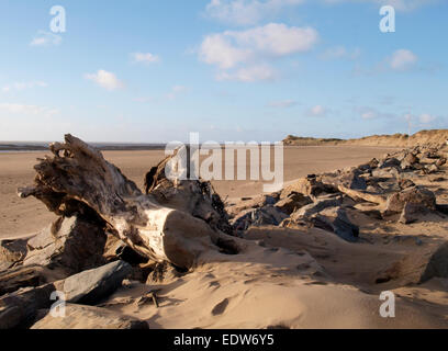 Ceppo di albero lavato fino sulla spiaggia, Saunton Sands, Devon, Regno Unito Foto Stock