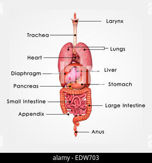 Apparato Digestivo umano Foto Stock