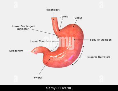 Stomaco Foto Stock