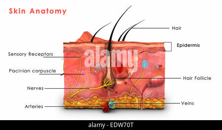 Anatomia della pelle etichettato Foto Stock