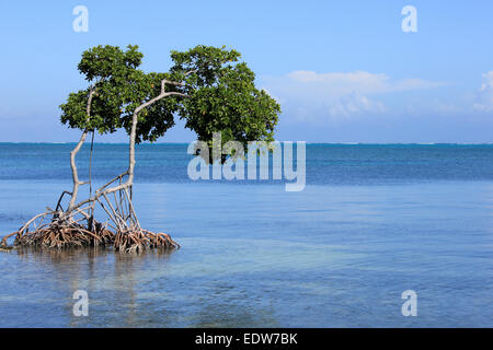 Red mangrovie Rhizophora mangle con antenna Prop radici nel Mar dei Caraibi, Caye Caulker, Belize Foto Stock