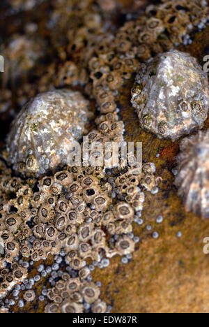 Patelle e cirripedi su una roccia / vita Rockpool Foto Stock