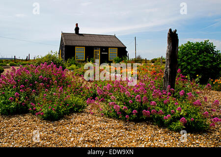 Prospettiva Cottage Dungeness mostra shingle giardino e fiori Foto Stock