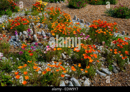 Prospettiva Cottage Dungeness che mostra il giardino di ciottoli e di close-up di fiori Foto Stock