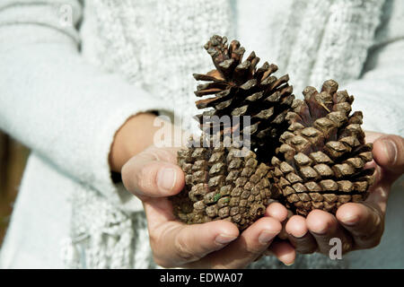 Cono di cedro in mano Foto Stock