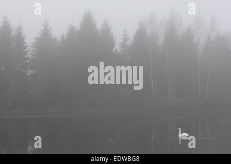 Lonely cigno (Cygnus olor) presso il lago di foresta. Europa Foto Stock