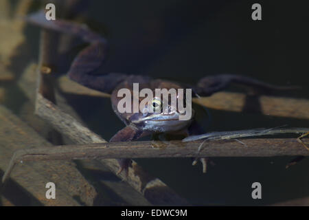 Moor frog (Rana arvalis) in primavera. Foto Stock