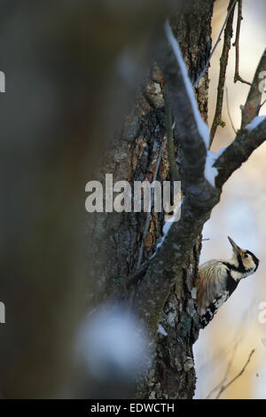 Femmina bianca-backed Picchio Rosso (Dendrocopos leucotos), Estonia Foto Stock