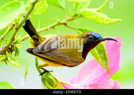 Oliva maschio-backed sunbird su una pianta di ibisco Foto Stock