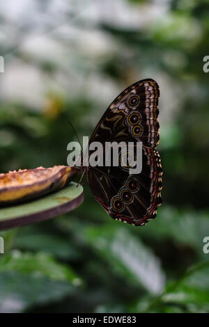Morpho butterfly nel Blijdorp Zoo di Rotterdam Paesi Bassi Foto Stock