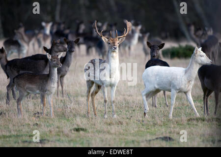 Daini buck con non Foto Stock