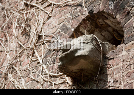 Storico Fort prussiano Gargoyle (dettaglio), Volksgarten, Colonia, Westfalia, Germania Foto Stock