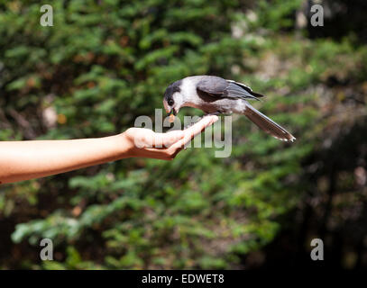 Canada jay, grigio Jay, il whiskey jack, camp rapinatore,Perisoreus canadensis Foto Stock