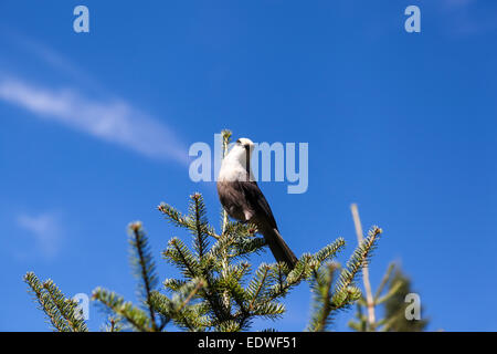 Canada jay, grigio Jay, il whiskey jack, camp rapinatore,Perisoreus canadensis Foto Stock