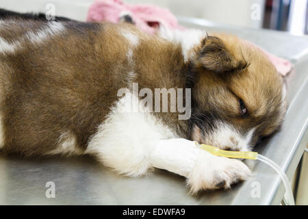 Malattia cucciolo con la somministrazione endovenosa di gocciolare sul tavolo operatorio in veterinario's clinic Foto Stock