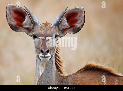 Giovani maggiore Kudu in Sud Africa, Tragelaphus strepsiceros Foto Stock