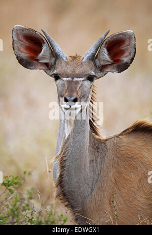Giovani maggiore Kudu in Sud Africa, Tragelaphus strepsiceros Foto Stock