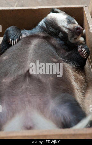 tasso di sonno Foto Stock