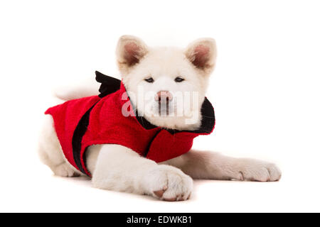 Akita Inu - San Valentino di concetto Foto Stock