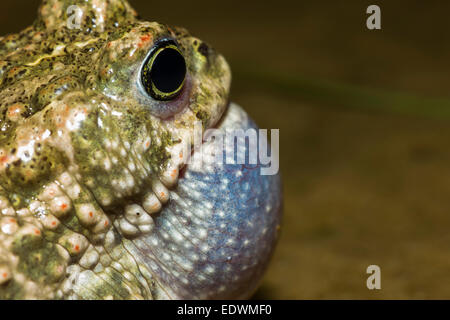 Natterjack toad (Epidalea calamita) gracchia nel pool di allevamento, Norfolk, Inghilterra. Foto Stock