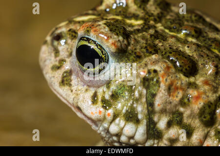 Natterjack toad (Epidalea calamita) comportamento riproduttivo, Norfolk, Inghilterra. Foto Stock