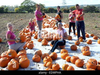 I lavoratori agricoli raccolto un gigante del raccolto di zucche pronto per la festa di Halloween in un campo del Broadlands station wagon, vicino a Romsey, Hants. Foto Stock