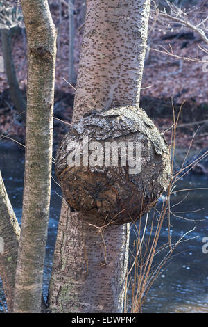 Crescita anormale su un albero. Foto Stock